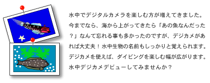 �f�W�J���f�r���[�@�_�C�u�E�G�X�[